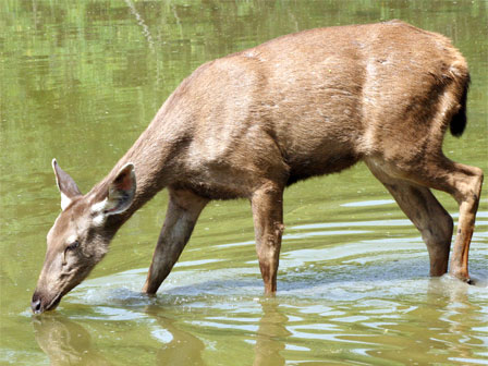 Sambar Parque nacional de Pench